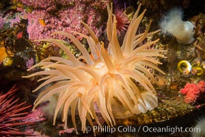 Beautiful Anemone on Rocky Reef near Vancouver Island, Queen Charlotte Strait, Browning Pass, Canada