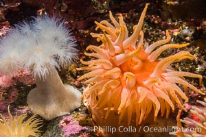 Beautiful Anemones on Rocky Reef near Vancouver Island, Queen Charlotte Strait, Browning Pass, Canada