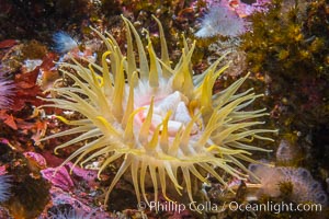 Beautiful Anemone on Rocky Reef near Vancouver Island, Queen Charlotte Strait, Browning Pass, Canada