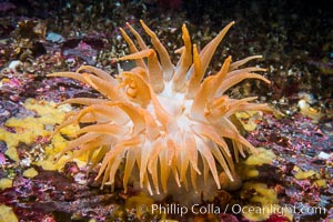 Beautiful Anemone on Rocky Reef near Vancouver Island, Queen Charlotte Strait, Browning Pass, Canada