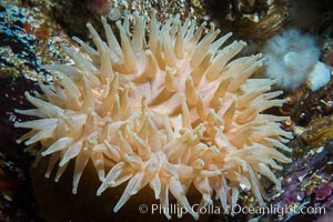 Beautiful Anemone on Rocky Reef near Vancouver Island, Queen Charlotte Strait, Browning Pass, Canada