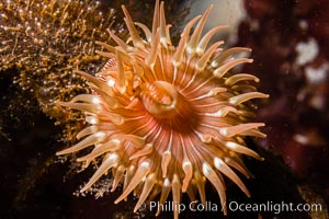 Beautiful Anemone on Rocky Reef near Vancouver Island, Queen Charlotte Strait, Browning Pass, Canada