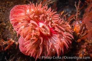 Beautiful Anemone on Rocky Reef near Vancouver Island, Queen Charlotte Strait, Browning Pass, Canada