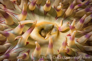 Beautiful Anemone on Rocky Reef near Vancouver Island, Queen Charlotte Strait, Browning Pass, Canada