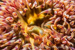 Beautiful Anemone on Rocky Reef near Vancouver Island, Queen Charlotte Strait, Browning Pass, Canada