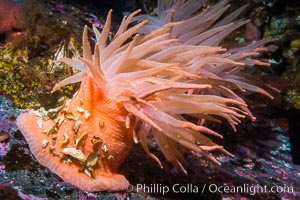 Beautiful Anemone on Rocky Reef near Vancouver Island, Queen Charlotte Strait, Browning Pass, Canada