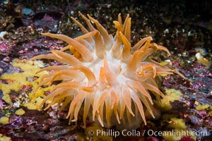 Beautiful Anemone on Rocky Reef near Vancouver Island, Queen Charlotte Strait, Browning Pass, Canada