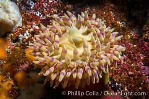 Beautiful Anemone on Rocky Reef near Vancouver Island, Queen Charlotte Strait, Browning Pass, Canada