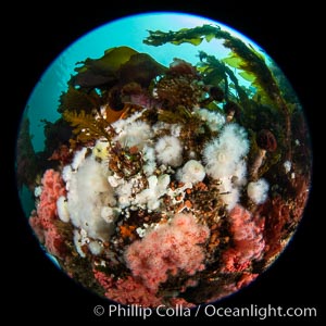 Beautiful tableau of cold water invetebrate life on a Vancouver Island reef, Browning Pass