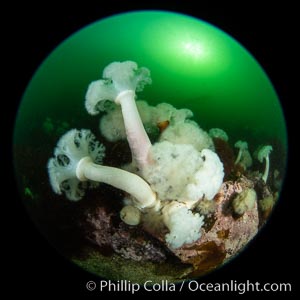 Beautiful tableau of cold water invetebrate life on a Vancouver Island reef, Browning Pass, Metridium farcimen