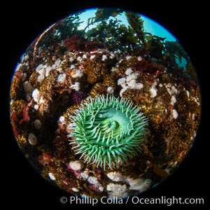 Beautiful tableau of cold water invetebrate life on a Vancouver Island reef, Browning Pass