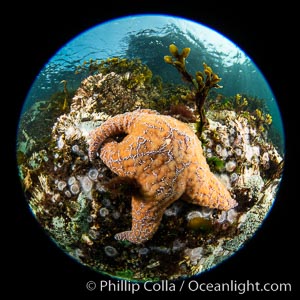 Beautiful tableau of cold water invetebrate life on a Vancouver Island reef, Browning Pass