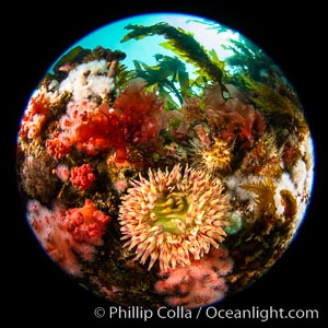 Beautiful tableau of cold water invetebrate life on a Vancouver Island reef, Browning Pass