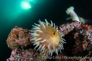 Beautiful tableau of cold water invetebrate life on a Vancouver Island reef, Browning Pass