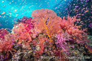 Beautiful tropical reef in Fiji. The reef is covered with dendronephthya soft corals and sea fan gorgonians, with schooling Anthias fishes swimming against a strong current.