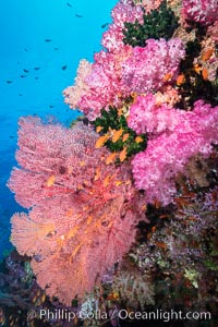 Beautiful tropical reef in Fiji. The reef is covered with dendronephthya soft corals and sea fan gorgonians, with schooling Anthias fishes swimming against a strong current, Dendronephthya, Gorgonacea, Pseudanthias, Vatu I Ra Passage, Bligh Waters, Viti Levu  Island