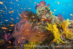 Beautiful tropical reef in Fiji. The reef is covered with dendronephthya soft corals and sea fan gorgonians, with schooling Anthias fishes swimming against a strong current, Dendronephthya, Gorgonacea, Pseudanthias