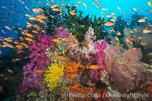 Beautiful tropical reef in Fiji. The reef is covered with dendronephthya soft corals and sea fan gorgonians, with schooling Anthias fishes swimming against a strong current, Dendronephthya, Gorgonacea, Pseudanthias, Tubastrea micrantha