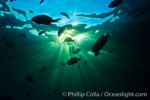 Beautiful underwater sunburst, glittering light through the ocean surface, Sea of Cortez, Baja California, Mexico