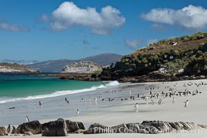 Beautiful white sand beach, on the southern tip of Carcass Island, with gentoo and Magellanic penguins coming and going to sea, Spheniscus magellanicus