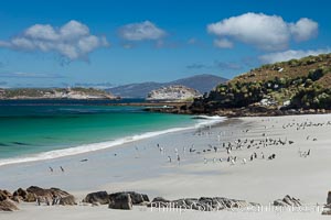 Beautiful white sand beach, on the southern tip of Carcass Island, with gentoo and Magellanic penguins coming and going to sea, Spheniscus magellanicus