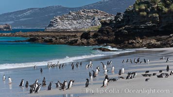 Beautiful white sand beach, on the southern tip of Carcass Island, with gentoo and Magellanic penguins coming and going to sea, Spheniscus magellanicus