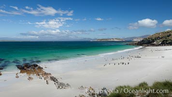 Beautiful white sand beach, on the southern tip of Carcass Island, with gentoo and Magellanic penguins coming and going to sea, Spheniscus magellanicus