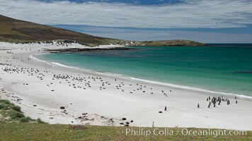Beautiful white sand beach, on the southern tip of Carcass Island, with gentoo and Magellanic penguins coming and going to sea