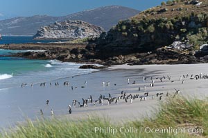 Beautiful white sand beach, on the southern tip of Carcass Island, with gentoo and Magellanic penguins coming and going to sea, Spheniscus magellanicus