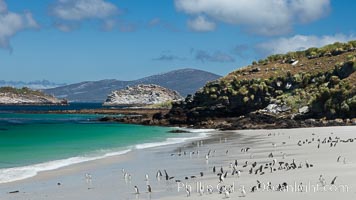 Beautiful white sand beach, on the southern tip of Carcass Island, with gentoo and Magellanic penguins coming and going to sea, Spheniscus magellanicus