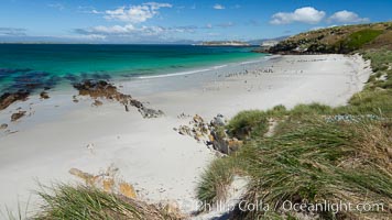 Beautiful white sand beach, on the southern tip of Carcass Island, with gentoo and Magellanic penguins coming and going to sea, Spheniscus magellanicus