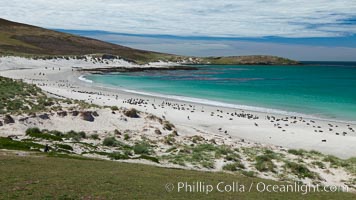 Beautiful white sand beach, on the southern tip of Carcass Island, with gentoo and Magellanic penguins coming and going to sea, Spheniscus magellanicus