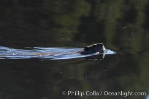 A beaver swims on Heron Pond, Castor canadensis, Grand Teton National Park, Wyoming