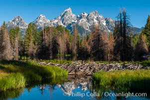 A beaver dam floods a sidewater of the Snake River, creating a pond near Schwabacher Landing, Castor canadensis, Grand Teton National Park, Wyoming