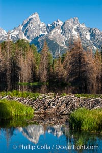 A beaver dam floods a sidewater of the Snake River, creating a pond near Schwabacher Landing, Castor canadensis, Grand Teton National Park, Wyoming