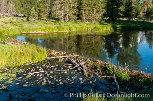 A beaver dam floods a sidewater of the Snake River, creating a pond near Schwabacher Landing, Castor canadensis, Grand Teton National Park, Wyoming