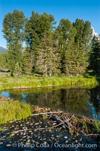 A beaver dam floods a sidewater of the Snake River, creating a pond near Schwabacher Landing, Castor canadensis, Grand Teton National Park, Wyoming