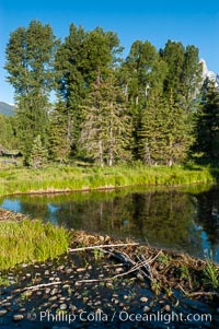 A beaver dam floods a sidewater of the Snake River, creating a pond near Schwabacher Landing, Castor canadensis, Grand Teton National Park, Wyoming