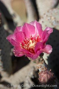 Beavertail cactus blooms in spring, Opuntia basilaris, Anza-Borrego Desert State Park, Borrego Springs, California