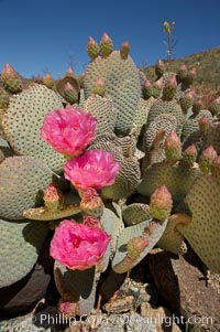 Beavertail cactus blooms in spring, Opuntia basilaris, Joshua Tree National Park, California