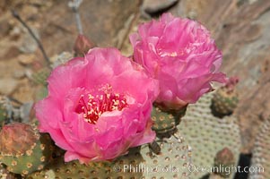 Beavertail cactus blooms in spring, Opuntia basilaris, Joshua Tree National Park, California