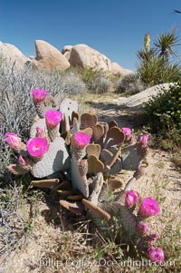 Beavertail cactus in springtime bloom, Opuntia basilaris, Joshua Tree National Park, California