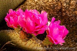 Beavertail cactus bloom.  Heavy winter rains led to a historic springtime bloom in 2005, carpeting the entire desert in vegetation and color for months, Opuntia basilaris, Anza-Borrego Desert State Park, Borrego Springs, California