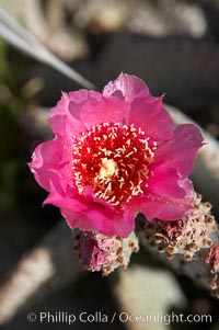 Beavertail cactus blooms in spring, Opuntia basilaris, Anza-Borrego Desert State Park, Borrego Springs, California