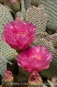 Beavertail cactus blooms in spring, Opuntia basilaris, Joshua Tree National Park, California