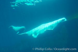 Beluga whale mother and calf, Vancouver Aquarium