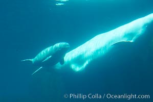 Beluga whale mother and calf, Vancouver Aquarium