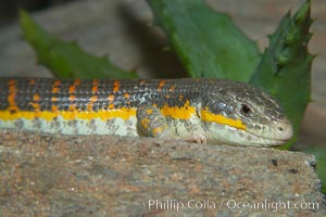 Berbers skink, Eumeces schneideri algeriensis