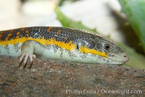 Berbers skink, Eumeces schneideri algeriensis