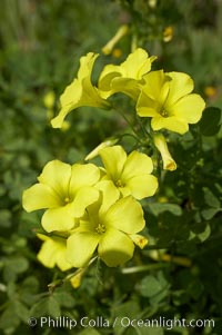 Bermuda buttercup, Batiquitos Lagoon, Carlsbad, Oxalis pes-caprae